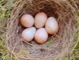 small pale eggs in a nest as seen from above