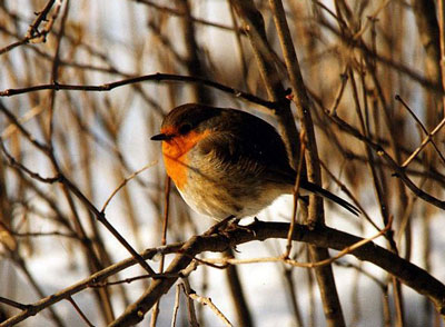 Robin on branch, profile