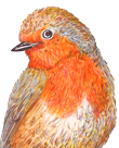 garden robin,  half-profile, wings folded