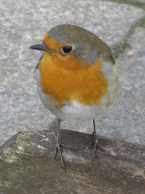 robin, standing, looking askance